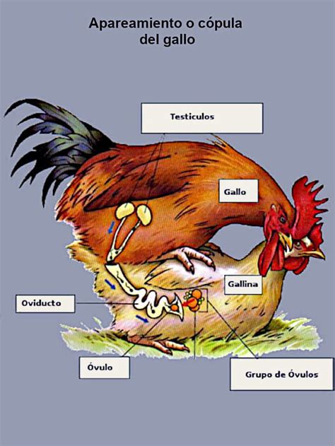 pene de un gallo|Aparato reproductor del gallo